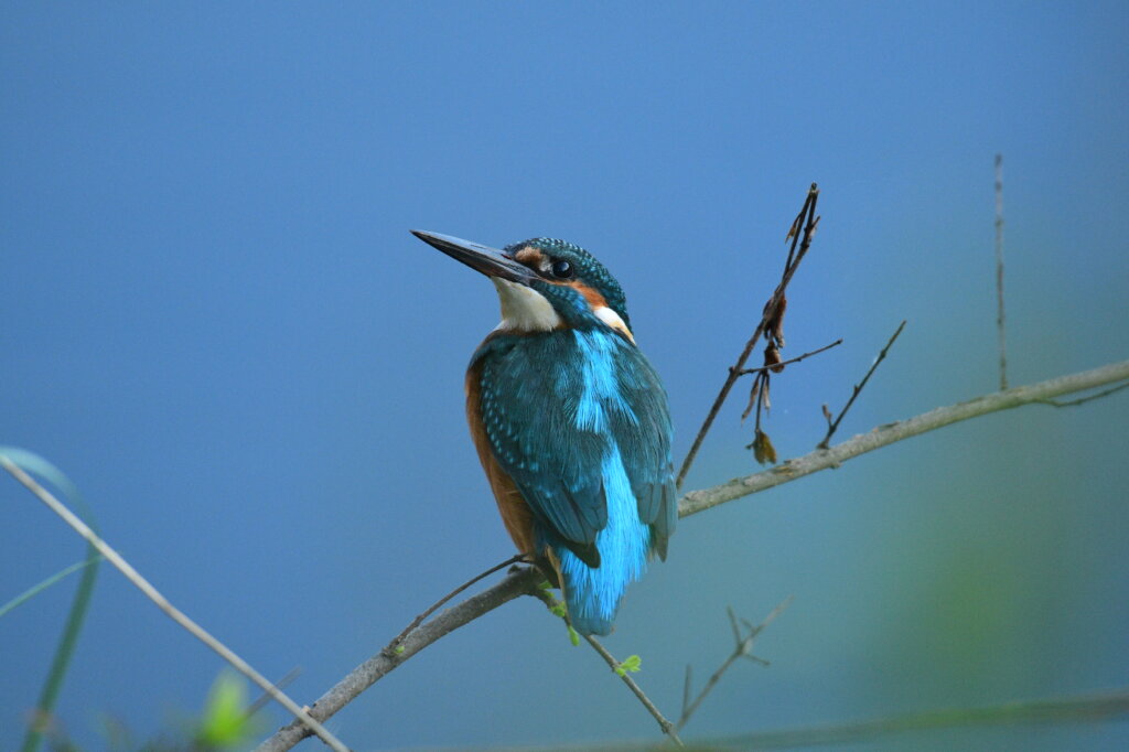 Lustica Peninsula wildlife