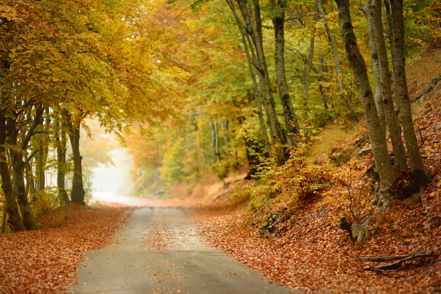 Lovcen national park in autumn